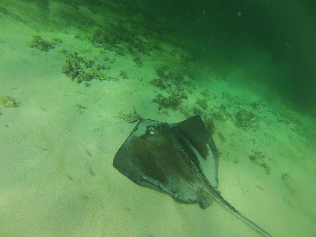 Fish Tobago Guesthouse Buccoo Buitenkant foto